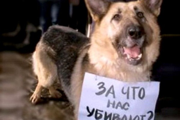Может стать преступлением средней тяжести жестокое обращение с животными Может стать преступлением средней тяжести жестокое обращение с животными