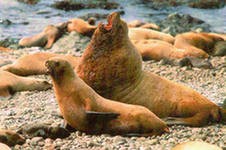Сивуч, рожденный на севере Охотского моря, оказался на Камчатке Сивуч, рожденный на севере Охотского моря, оказался на Камчатке