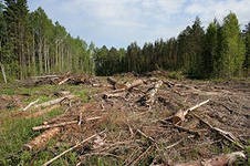 Суд Москвы признал незаконной вырубку в Химкинском лесу Суд Москвы признал незаконной вырубку в Химкинском лесу