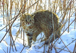 Дальневосточных котов впервые зафиксировали в Приморье благодаря фотоловушкам Дальневосточных котов впервые зафиксировали в Приморье благодаря фотоловушкам