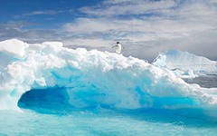 Обитатели морей Антарктики могут оказаться самыми уязвимыми при изменении климата Обитатели морей Антарктики могут оказаться самыми уязвимыми при изменении климата