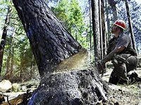 В Архангельской области власти запретили рубку деревьев возле родников и болот в регионе В Архангельской области власти запретили рубку деревьев возле родников и болот в регионе