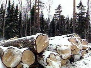О незаконной рубке деревьев под строительство автоцентра в Костроме заявляют экологи О незаконной рубке деревьев под строительство автоцентра в Костроме заявляют экологи