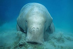 В пресноводных водоемах Африки жили предки морских коров В пресноводных водоемах Африки жили предки морских коров