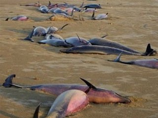 На побережье в Перу обнаружены мертвые дельфины На побережье в Перу обнаружены мертвые дельфины