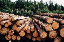 Костромские депутаты направили в Госдуму обращение с просьбой разрешить торфодобытчикам заготавливать лес Костромские депутаты направили в Госдуму обращение с просьбой разрешить торфодобытчикам заготавливать лес