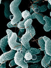 Бактерии Campylobacter имеют свою систему навигации Бактерии Campylobacter имеют свою систему навигации
