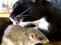 Биологи обнаружили у кошек и мышей нейроны, распознающие поглаживания Биологи обнаружили у кошек и мышей нейроны, распознающие поглаживания