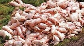 Свыше 20 мертвых свиней были обнаружены неподалеку от воинской части в Подмосковье