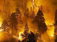 Число лесных пожаров в России за сутки сократилось до 224 очагов Число лесных пожаров в России за сутки сократилось до 224 очагов