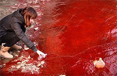 Прокуратура Украины выясняет причины покраснения воды и гибели рыбы в реке в Донецкой области Прокуратура Украины выясняет причины покраснения воды и гибели рыбы в реке в Донецкой области