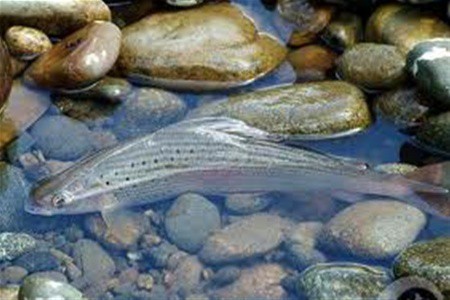 Власти Якутии потратят 107 млн. рублей на зарыбление водоемов региона Власти Якутии потратят 107 млн. рублей на зарыбление водоемов региона