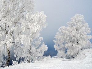 До 2015 года сибирские зимы станут холоднее До 2015 года сибирские зимы станут холоднее