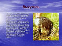 Освоение недр в Воронежской области может угрожать русской выхухоли Освоение недр в Воронежской области может угрожать русской выхухоли