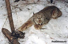 WWF поддержал запрет Минприроды на использование ногозахватывающих охотничьих капканов в России WWF поддержал запрет Минприроды на использование ногозахватывающих охотничьих капканов в России