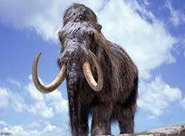 Ученые обнаружили останки мамонта в Кабардино-Балкарии Ученые обнаружили останки мамонта в Кабардино-Балкарии