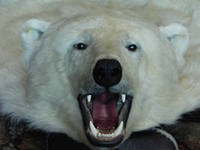 На черном рынке цены на шкуры белых медведей в РФ достигли десятилетнего максимума На черном рынке цены на шкуры белых медведей в РФ достигли десятилетнего максимума