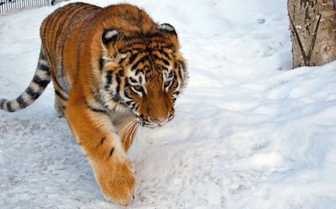 В Приморье охотоведы спасли амурского тигра В Приморье охотоведы спасли амурского тигра
