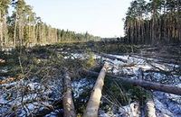 Общественная палата проведет слушания по Цаговскому лесу в конце мая Общественная палата проведет слушания по Цаговскому лесу в конце мая