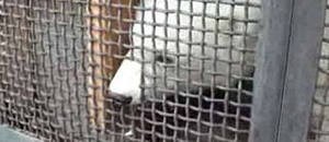 В якутский зоопарк переселится новая медвежья пара В якутский зоопарк переселится новая медвежья пара