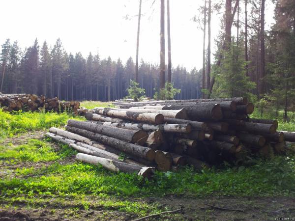 В связи с вырубкой деревьев в нацпарке "Лосиный остров" будет возбуждено административное дело В связи с вырубкой деревьев в нацпарке "Лосиный остров" будет возбуждено административное дело