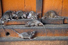 Доминирующие самцы принюхиваются чаще Доминирующие самцы принюхиваются чаще