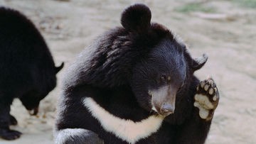 Пенсионеры в Приморье содержат 10 медведей 