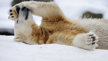 Видов животных, которым грозит исчезновение, в России нет - WWF Видов животных, которым грозит исчезновение, в России нет - WWF