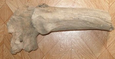В Горном Алтае найден фрагмент рога доисторического животного В Горном Алтае найден фрагмент рога доисторического животного