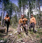 В 15 миллионов рублей оценили ущерб от незаконной вырубки В 15 миллионов рублей оценили ущерб от незаконной вырубки
