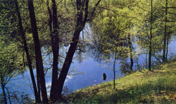 Вырубка водоохранного леса вредит экосистеме Вырубка водоохранного леса вредит экосистеме