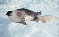 Из космоса будут корректировать движение судов, чтобы избежать гибели тюленей Из космоса будут корректировать движение судов, чтобы избежать гибели тюленей