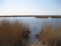 Минприроды РФ отчитается о состоянии дельты Кубани Минприроды РФ отчитается о состоянии дельты Кубани