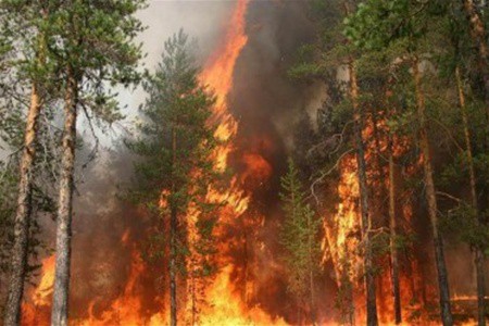 Более 600 человек тушат пожар в Ялтинском заповеднике Более 600 человек тушат пожар в Ялтинском заповеднике