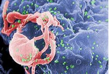 Интерферон-1 уничтожает клетки иммунной системы при заражении ВИЧ Интерферон-1 уничтожает клетки иммунной системы при заражении ВИЧ