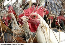 11 человек скончались в Китае от вируса гриппа H7N9