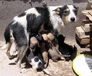 На участие в тендере на отлов и утилизацию бродячих животных в Сочи не поступило ни одной заявки На участие в тендере на отлов и утилизацию бродячих животных в Сочи не поступило ни одной заявки