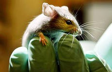 Ученые Японии клонировали мышь из одной капли крови Ученые Японии клонировали мышь из одной капли крови