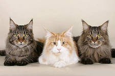 Распространению паразита токсоплазмы способствуют домашние кошки Распространению паразита токсоплазмы способствуют домашние кошки