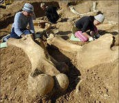 Ученые нашли динозавра с рогами и большим носом Ученые нашли динозавра с рогами и большим носом