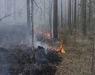 В Центральном и Северо-кавказском федеральном округах из-за дождей низкая вероятность лесных пожаров В Центральном и Северо-кавказском федеральном округах из-за дождей низкая вероятность лесных пожаров
