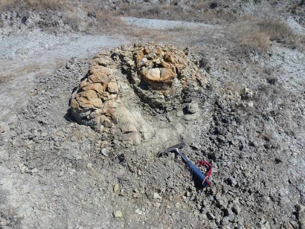 Палеонтологами обнаружена окаменевшая амбра Палеонтологами обнаружена окаменевшая амбра