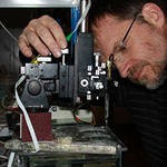 Жертвами микробов стали гигантские донные бактерии Жертвами микробов стали гигантские донные бактерии