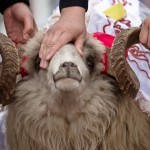 УЕФА запретил ритуальные жертвоприношения перед футбольными матчами УЕФА запретил ритуальные жертвоприношения перед футбольными матчами