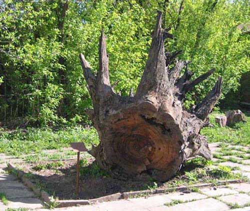 Самарская турбаза заплатит 360 тыс руб за вбитые в дубы гвозди Самарская турбаза заплатит 360 тыс руб за вбитые в дубы гвозди