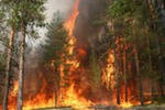 Число лесных пожаров в РФ за сутки выросло до 269 очагов Число лесных пожаров в РФ за сутки выросло до 269 очагов