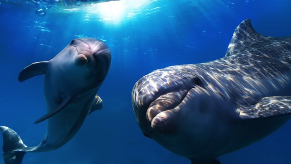 Ученые обнаружили новый вид дельфинов