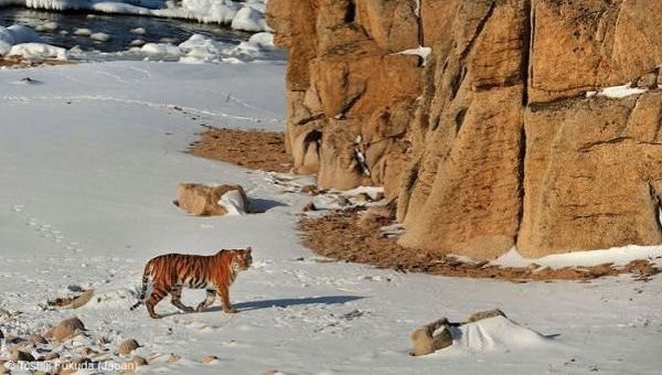 Фотограф из Японии передал WWF РФ денежную награду за лучший снимок тигра Фотограф из Японии передал WWF РФ денежную награду за лучший снимок тигра