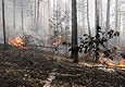 Площадь лесных пожаров на Ямале за сутки увеличилась на 1 тыс га Площадь лесных пожаров на Ямале за сутки увеличилась на 1 тыс га