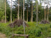 Шойгу поручил сформировать лесной кадастр Подмосковья Шойгу поручил сформировать лесной кадастр Подмосковья